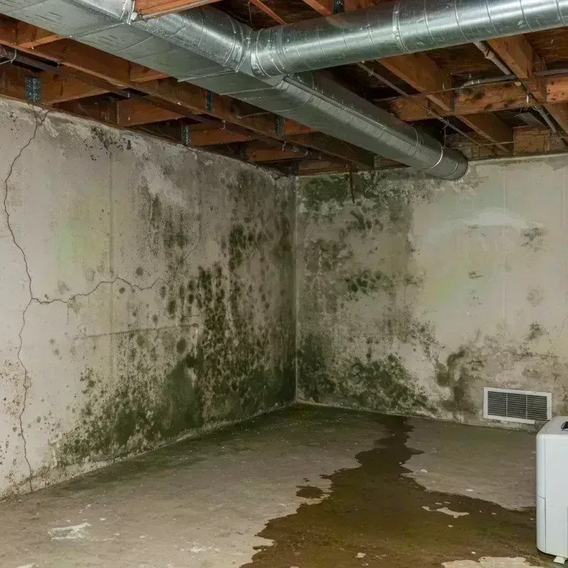 Professional Mold Removal in Springdale, NJ